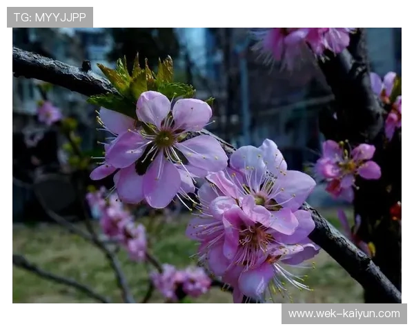 桃花视频全新上线，带你领略春日浪漫与趣味精彩瞬间